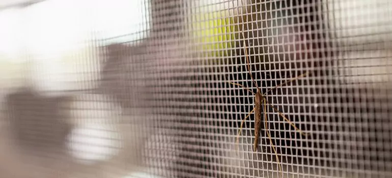 Repair Mosquito Mesh For Windows in Surrey, British Columbia